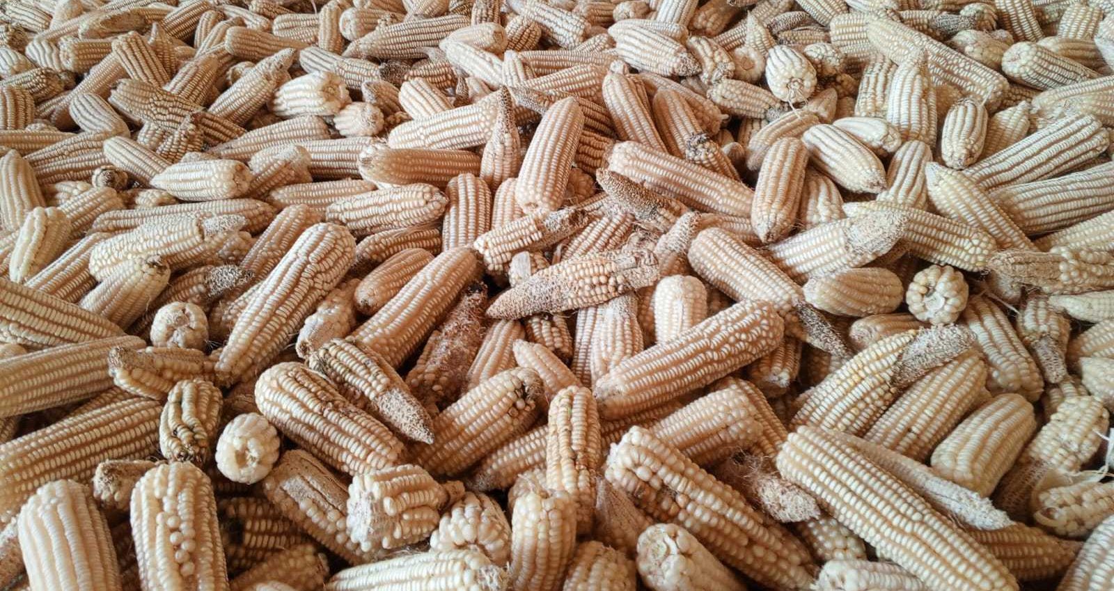 Maize harvest at Chemolingot Primary School
