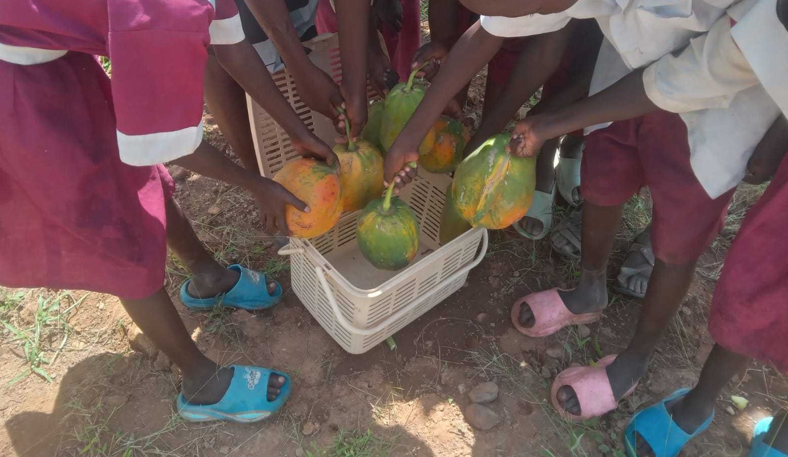 Pawpaw harvest at Chesirimion Primary School